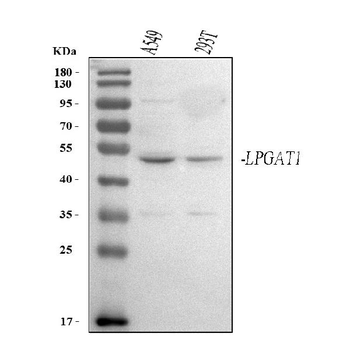 LPGAT1 Rabbit Polyclonal Antibody