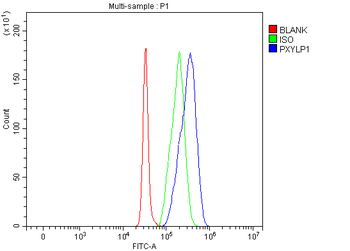 PXYLP1 Rabbit Polyclonal Antibody