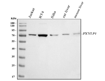 PXYLP1 Rabbit Polyclonal Antibody