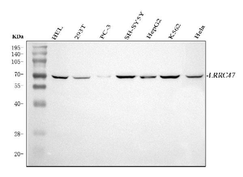 LRRC47 Rabbit Polyclonal Antibody