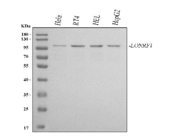 LONRF1 Rabbit Polyclonal Antibody