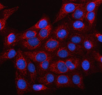 LRRC73 Rabbit Polyclonal Antibody