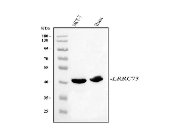 LRRC73 Rabbit Polyclonal Antibody