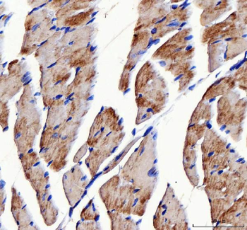 ATP5F1D Antibody