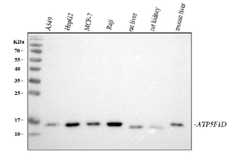 ATP5F1D Antibody