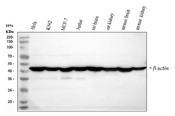 beta Actin/ACTB Rabbit Polyclonal Antibody