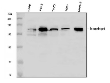 Integrin beta 4/ITGB4 Rabbit Polyclonal Antibody