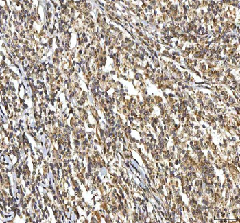 SMIM8 Antibody