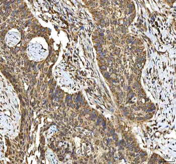 SMIM8 Antibody