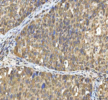 SMIM8 Antibody