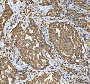SMIM8 Antibody