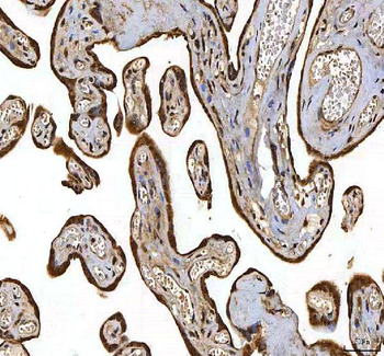SMIM8 Antibody