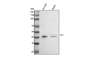 Islet 1/ISL1 Antibody