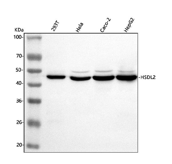 HSDL2 Antibody