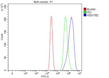 HSD17B2 Rabbit Polyclonal Antibody
