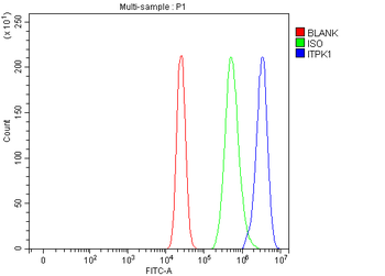 ITPK1 Rabbit Polyclonal Antibody