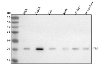 ITPA Antibody
