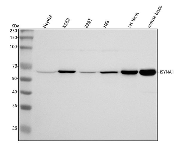 ISYNA1 Antibody