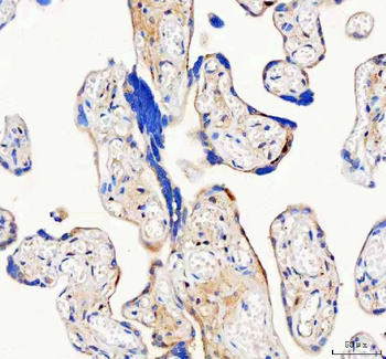 ISYNA1 Antibody