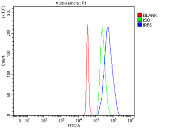 IRF5 Rabbit Polyclonal Antibody