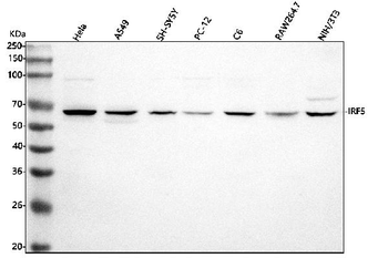 IRF5 Rabbit Polyclonal Antibody