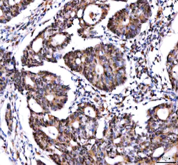 IPO9 Antibody