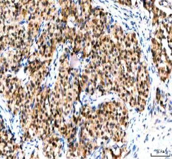 IPO9 Antibody