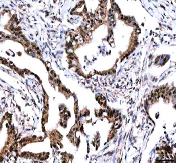 IPO9 Antibody