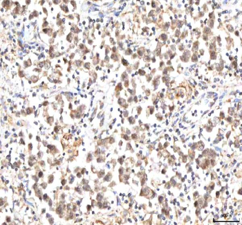 IPO9 Antibody