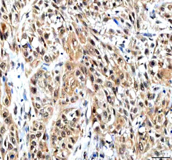 IPO9 Antibody