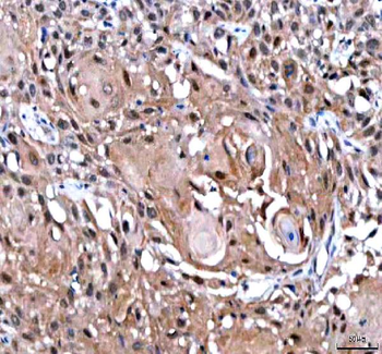 IPO9 Antibody
