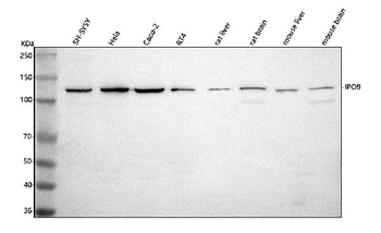 IPO9 Antibody