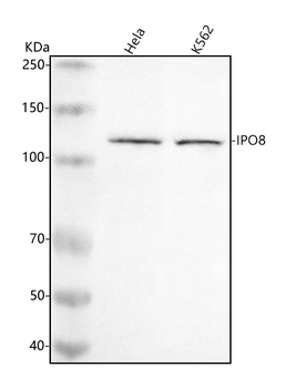 IPO8 Rabbit Polyclonal Antibody