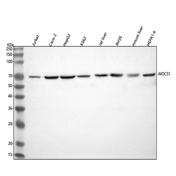 MOCS1 Antibody