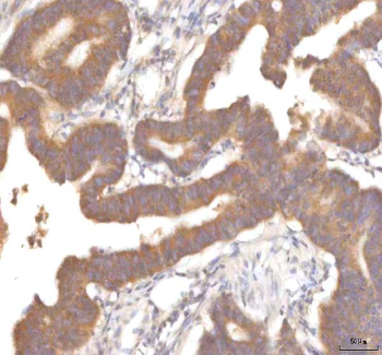 MFSD12 Rabbit Polyclonal Antibody