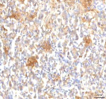 MFSD12 Rabbit Polyclonal Antibody