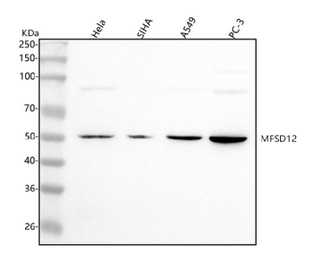 MFSD12 Rabbit Polyclonal Antibody