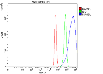 NUMBL Rabbit Polyclonal Antibody