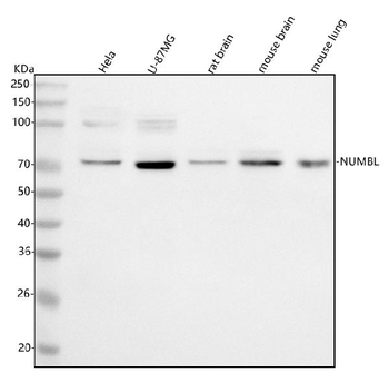 NUMBL Rabbit Polyclonal Antibody