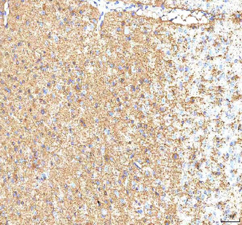 Hcn2 Antibody