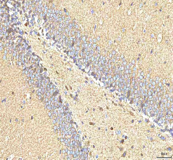Hcn2 Antibody