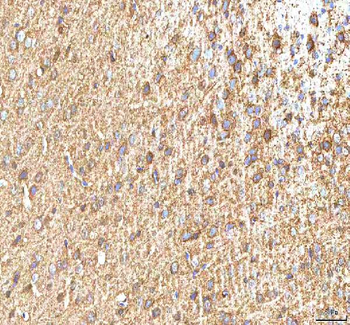 Hcn2 Antibody