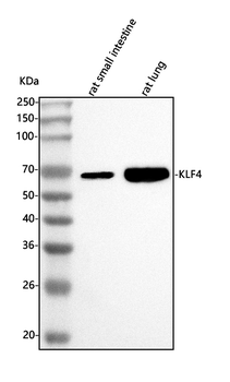 Klf4 Rabbit Polyclonal Antibody