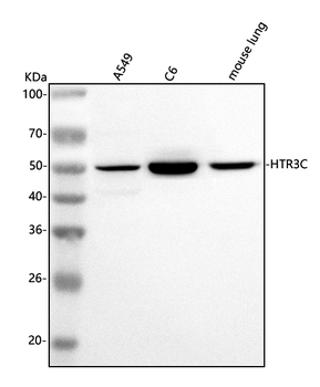 HTR3C Rabbit Polyclonal Antibody