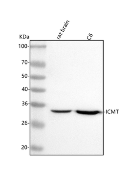 ICMT Rabbit Polyclonal Antibody