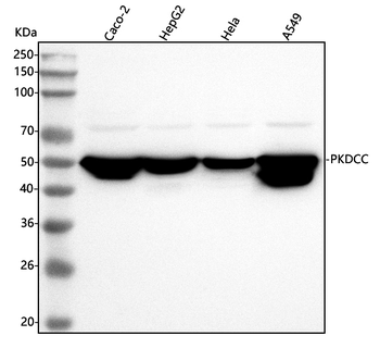 SGK493/PKDCC Antibody