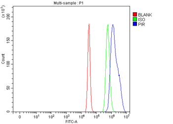 PIR Rabbit Polyclonal Antibody