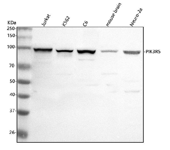 PIK3R5 Rabbit Polyclonal Antibody