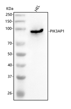 PIK3AP1 Rabbit Polyclonal Antibody