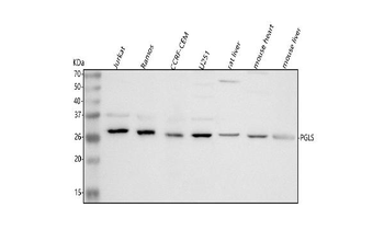 PGLS Rabbit Polyclonal Antibody